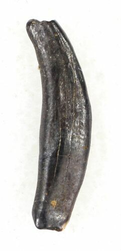 Didelphodon Tooth - Cretaceous Marsupial Mammal #30528